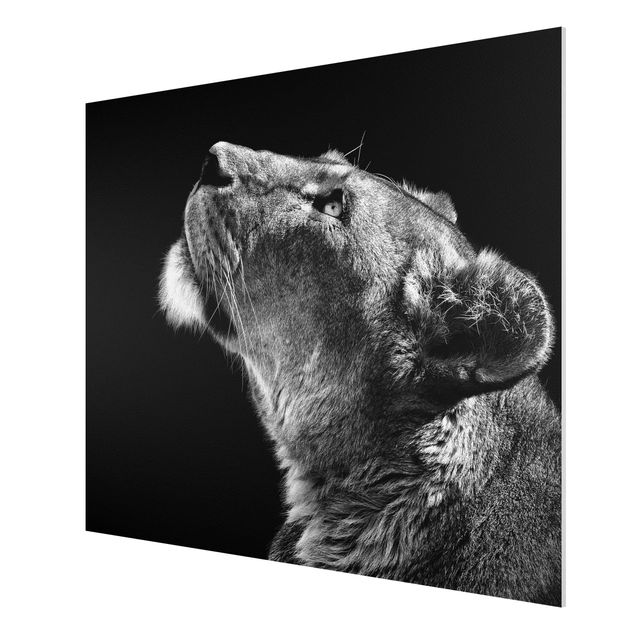 Quadri in bianco e nero Ritratto di una leonessa