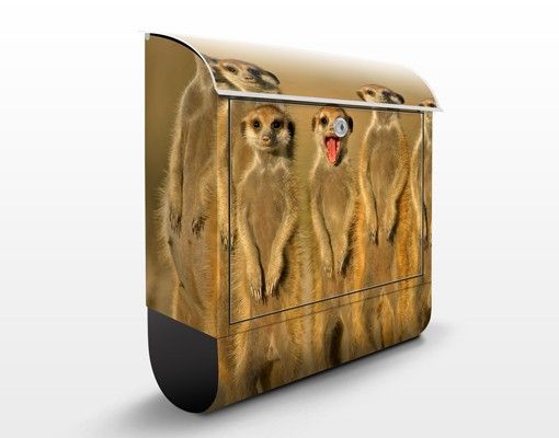 Cassette della posta con animali Famiglia di suricati
