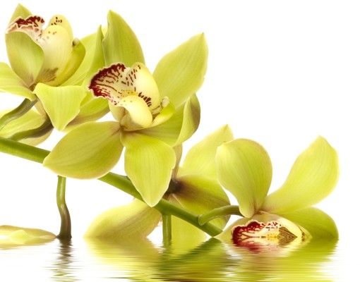 Accessori arredo casa Eleganti acque di orchidea