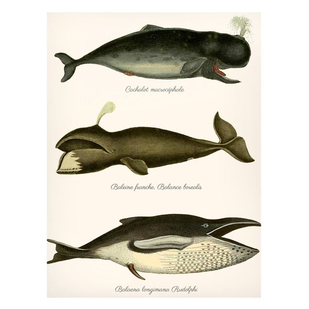 Quadro moderno Tre balene vintage
