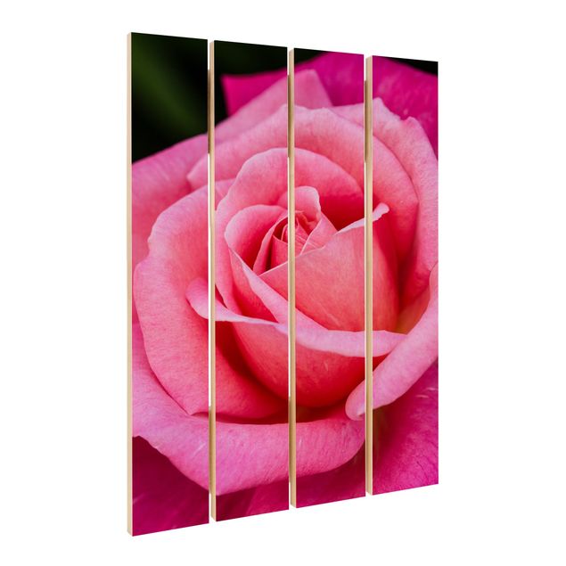 Stampa su legno - Pink Rose Bloom Contro Verde - Verticale 3:2