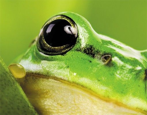 Cassetta postale Tree Frog