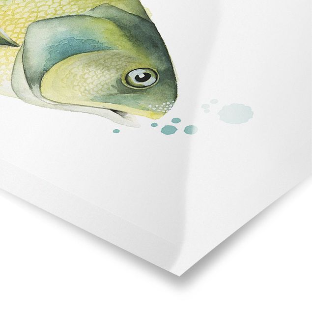 Poster da parete  Colore Cattura - Pesce persico