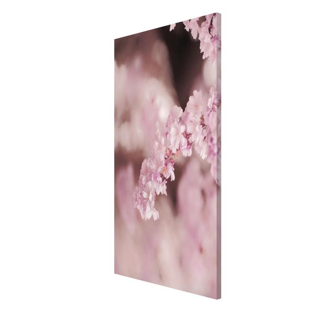 Quadri con fiori Fiori di ciliegio in luce viola