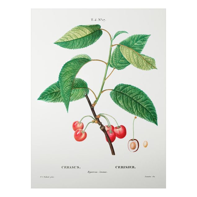 Quadri vintage Illustrazione botanica vintage Ciliegie rosse