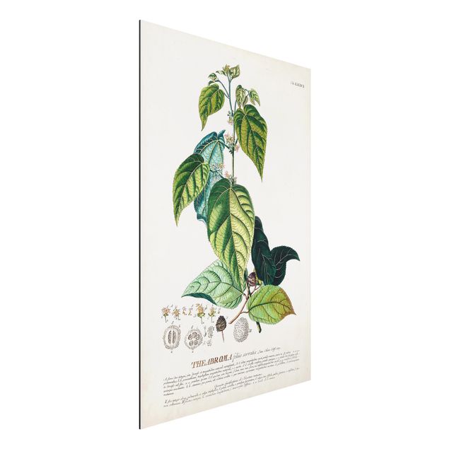 Quadri fiori Illustrazione botanica vintage Cacao