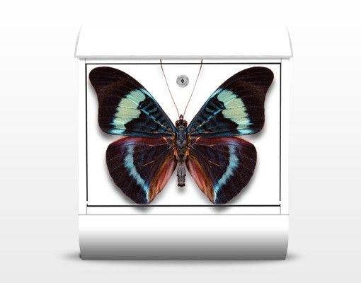 Cassette della posta multicolore Lepidotteri