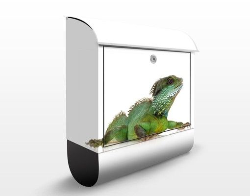 Cassette postali animali Iguana verde I