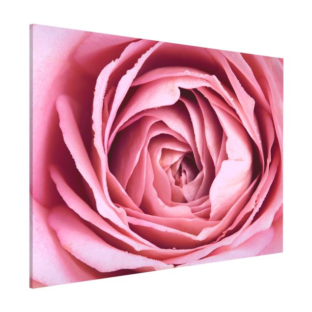 Lavagne magnetiche con fiori Fiore di rosa rosa