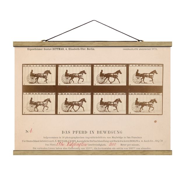 Quadri vintage Eadweard Muybridge - Il cavallo in movimento