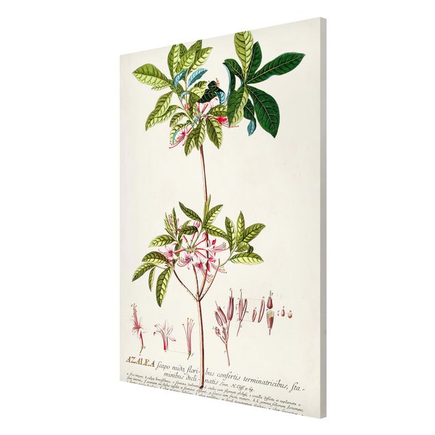 Quadri stile vintage Illustrazione botanica vintage Azalea