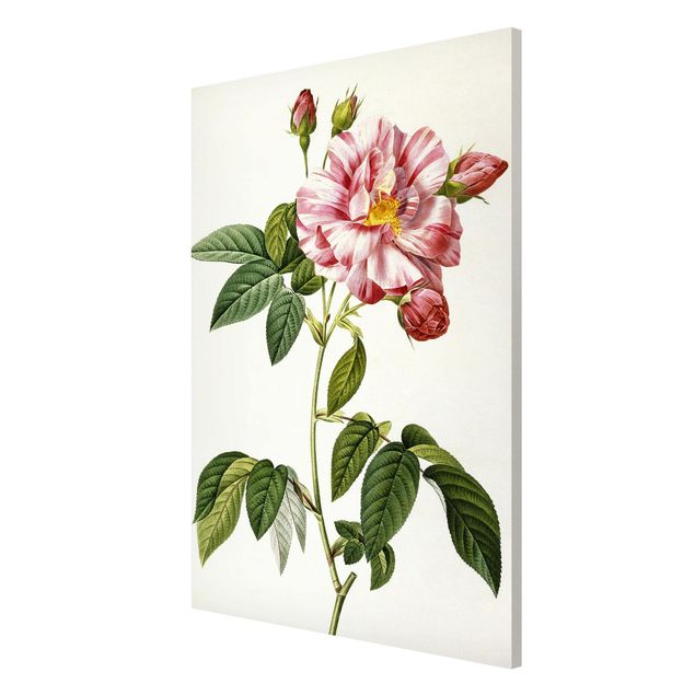 Lavagne magnetiche con fiori Pierre Joseph Redoute - Rosa gallica rosa