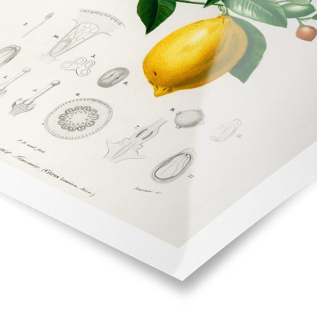 Poster Illustrazione botanica vintage di limone