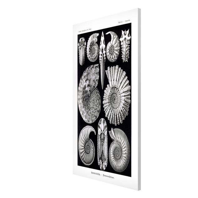 Quadri con animali Bacheca Vintage Fossili in bianco e nero