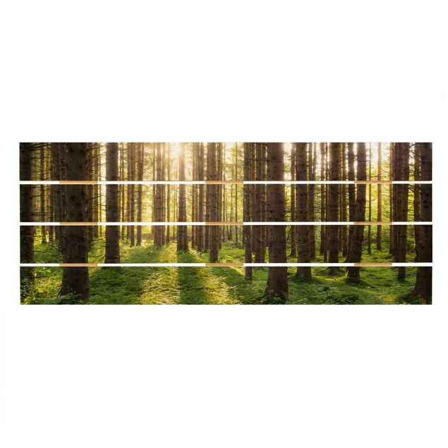 Stampe su legno Raggi di sole nella foresta verde