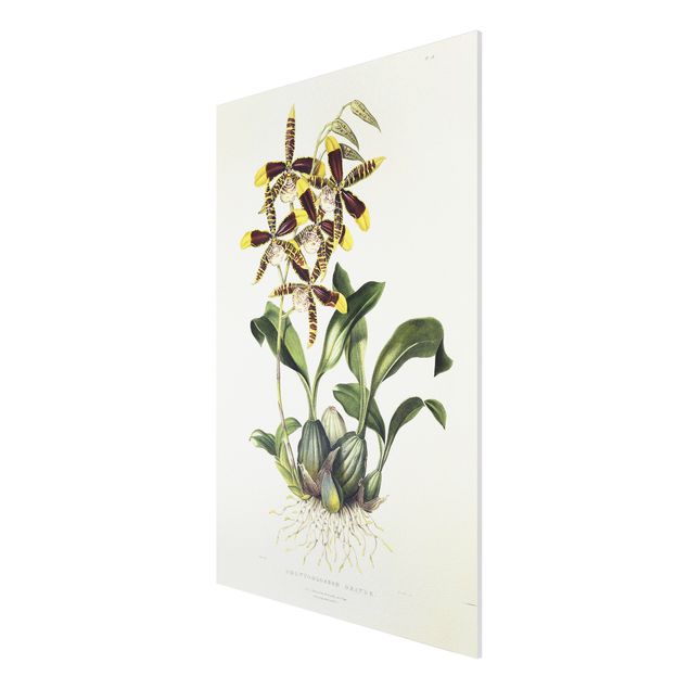 Quadro orchidea Maxim Gauci - Orchidea II