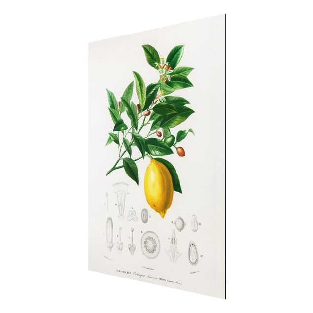 Quadri frutta Illustrazione botanica vintage di limone
