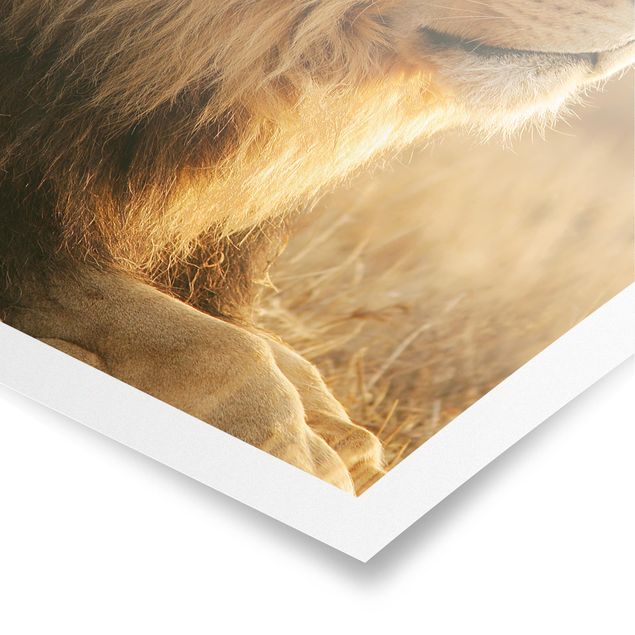 Poster animali re Leone