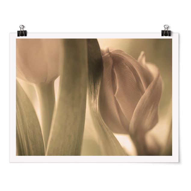 Poster - delicato tulipani - Orizzontale 3:4