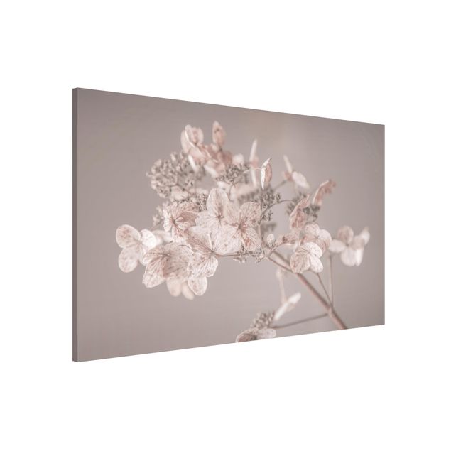Lavagne magnetiche con fiori Delicata ortensia bianca