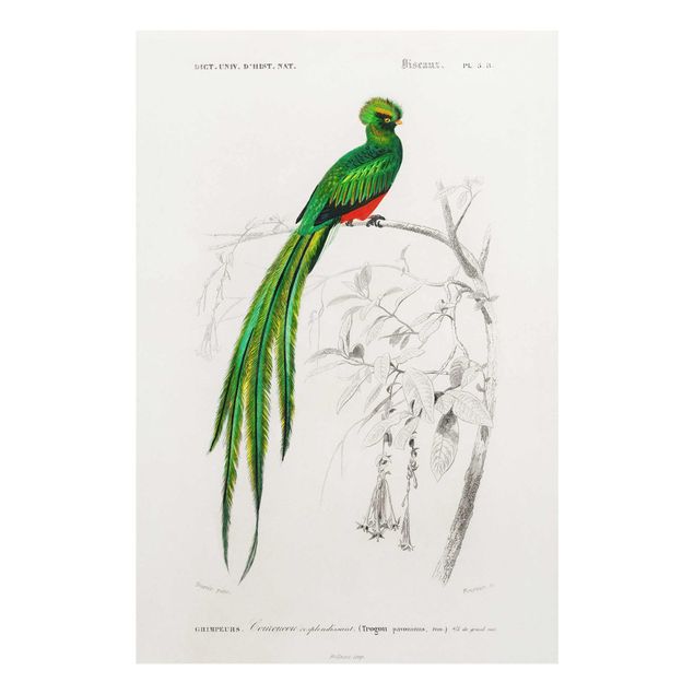 Stampe Bacheca Vintage Uccelli tropicali I