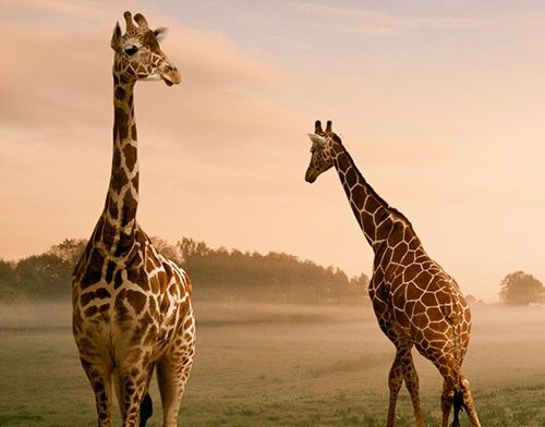 Adesivi per piastrelle con animali Giraffe surreali