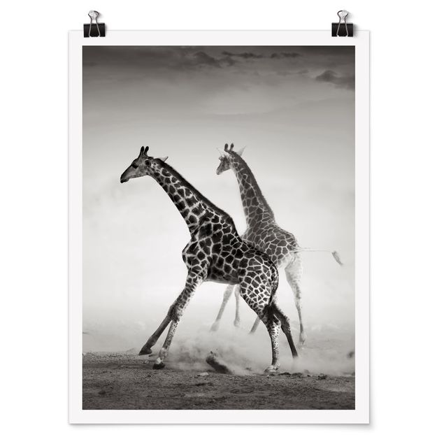 Quadro animali Giraffe a caccia