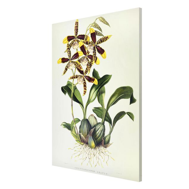 Quadri orchidee Maxim Gauci - Orchidea II