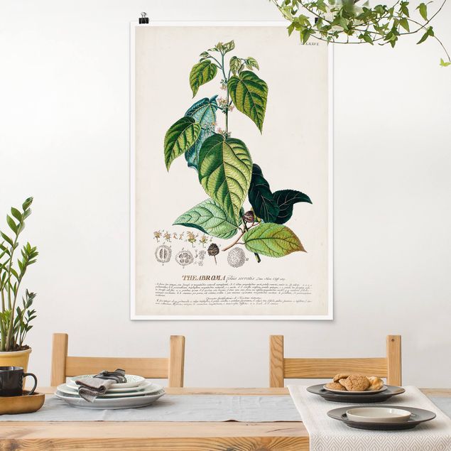 Poster vintage Illustrazione botanica vintage Cacao