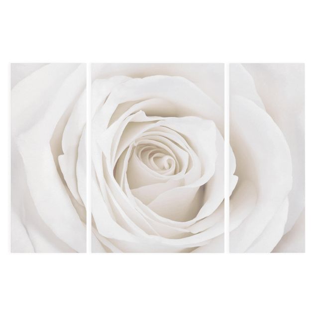 Quadri con fiori Bella rosa bianca