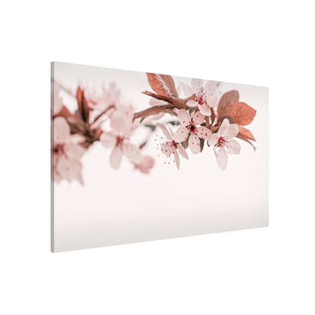 Lavagne magnetiche con fiori Delicati fiori di ciliegio su un ramoscello