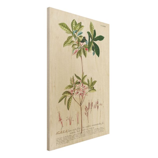 Quadri legno vintage Illustrazione botanica vintage Azalea