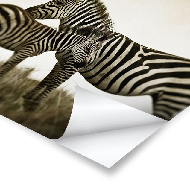 Poster in bianco e nero Coppia di zebre
