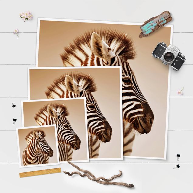 Stampe poster Ritratto di piccola zebra