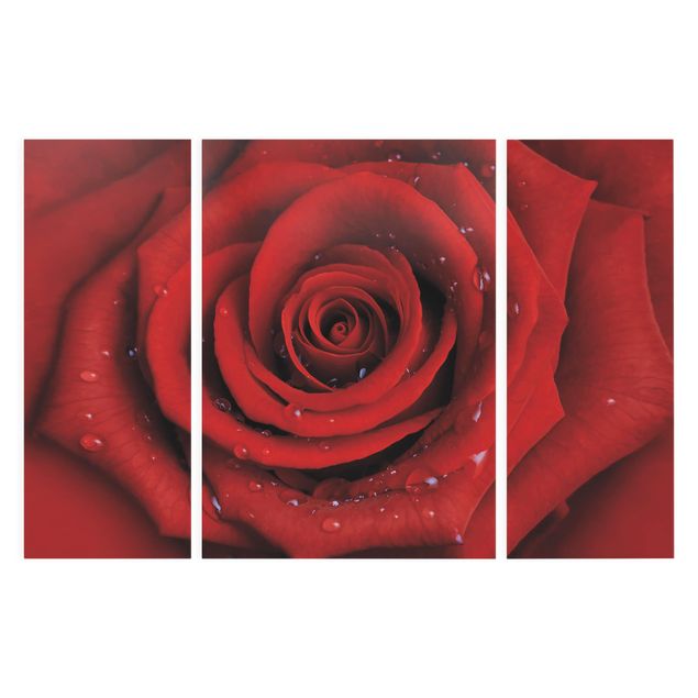 Quadri di fiori Rosa rossa con gocce d'acqua
