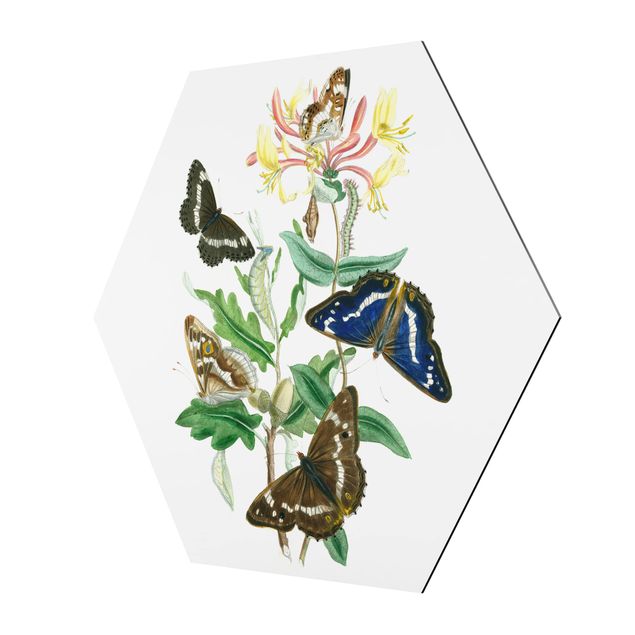 Quadri esagonali Farfalle britanniche IV