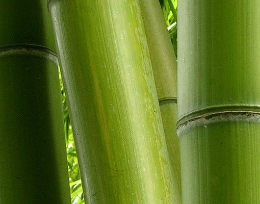 Mobiletto sottolavabo Alberi di bambù n.2
