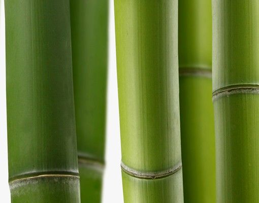 Mobili sottolavabo verdi Piante di bambù