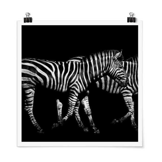 Quadri in bianco e nero Zebra nel buio