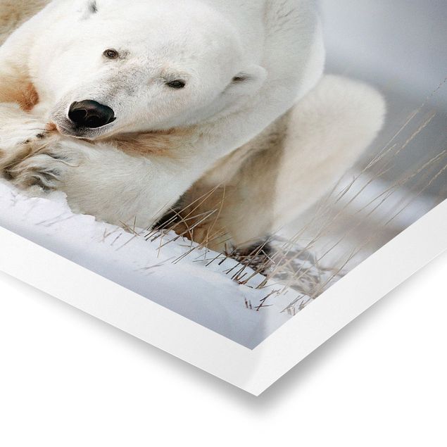 Poster Orso polare contemplativo