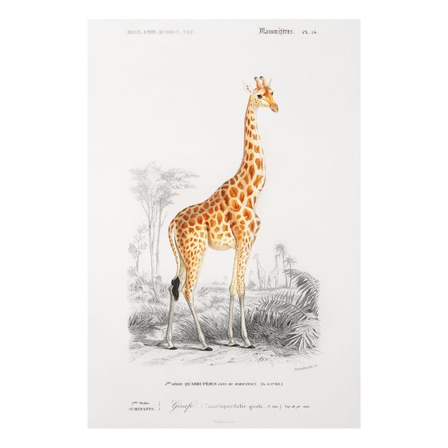 Quadro giraffe Bacheca vintage Giraffa