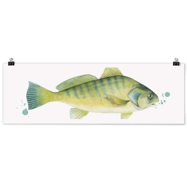Poster con animali Colore Cattura - Pesce persico