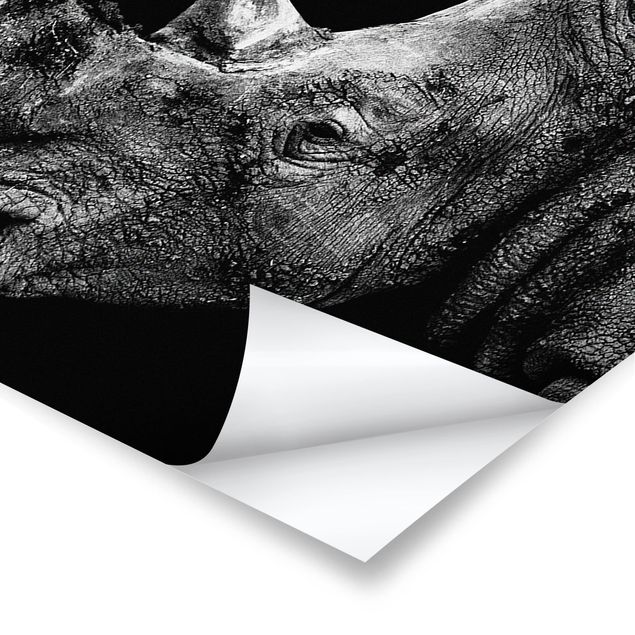 Stampe poster Duello di rinoceronti