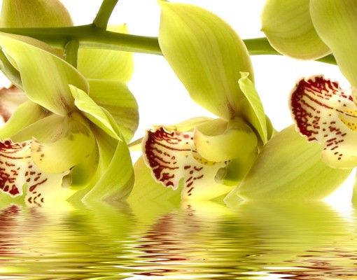 Mobile sottolavabo Splendide acque di orchidea