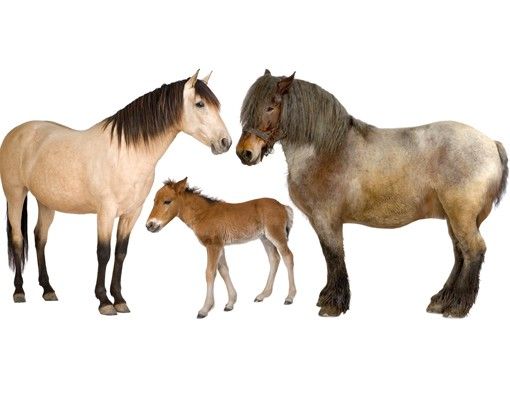 Adesivi murali animali No.999 La famiglia dei cavalli