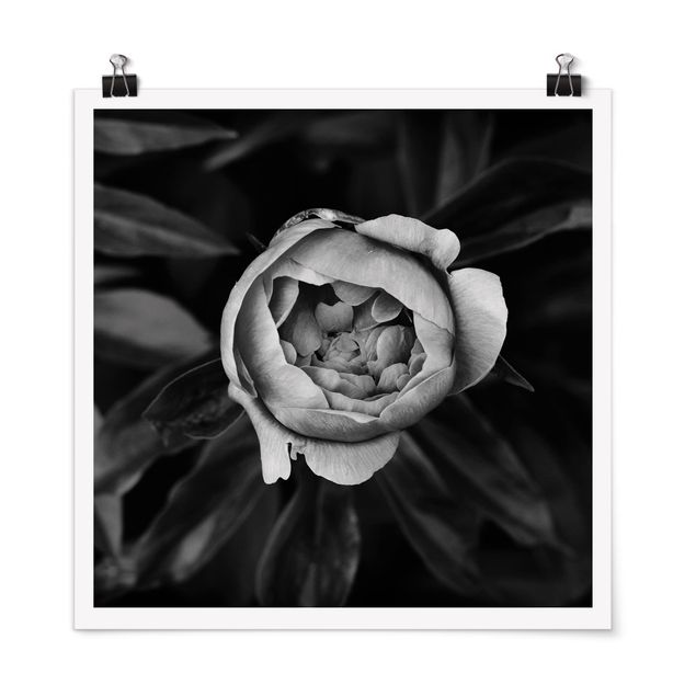 Poster in bianco e nero Fiore di peonia bianco Foglie anteriori nere