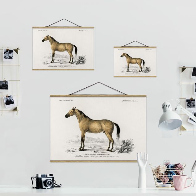 Stampe Bacheca Vintage Cavallo
