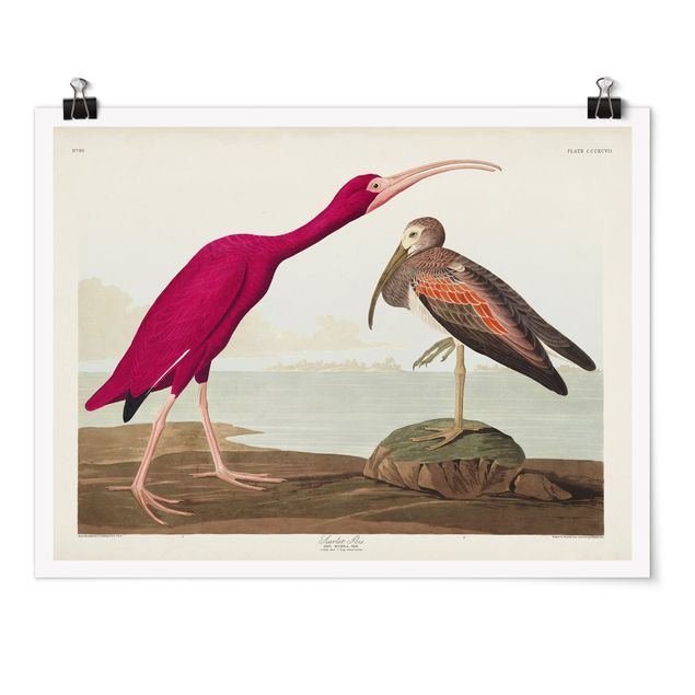Poster con spiaggia Bacheca Vintage Ibis rosso