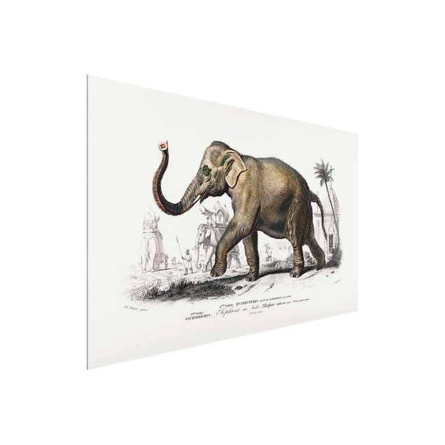 Quadri in vetro con animali Bacheca vintage Elefante