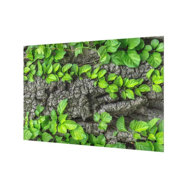 Paraschizzi in vetro - Ivy Tree Bark